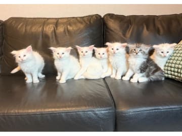 Norwegian Forest · Torslanda · S*Kronängens
