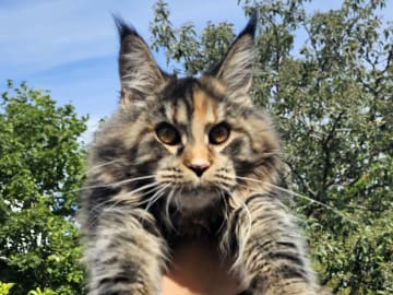 Maine Coon · Nynäshamn · Mattizoo