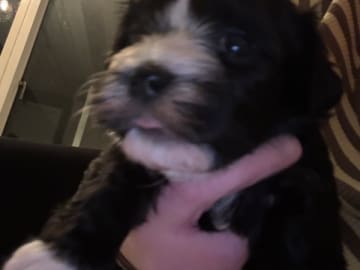 Bichon havanais · Herning · Line Madum Hansen