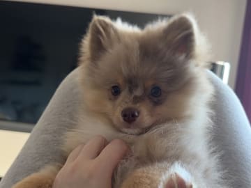 Pomeranian · Skellefteå · Elina L.