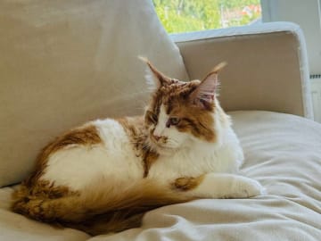 Maine Coon · Västra Frölunda · Jesper M.
