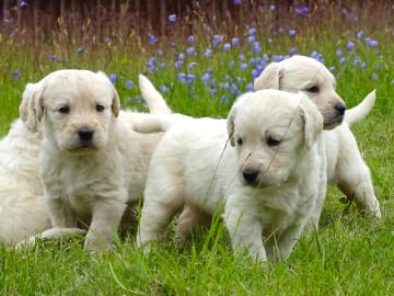 Labradoodle · överkalix · Humlehjarta