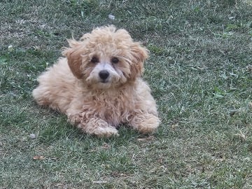 Blandras Dvärg pudel/ Bichon Havanais · Höör · Carola J.
