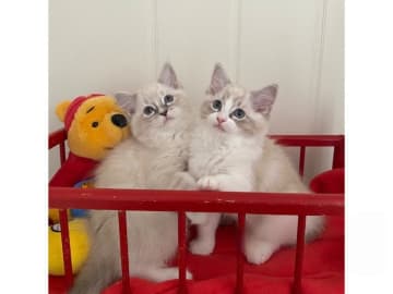 Ragdoll · Svalöv · SE*Lovella’s