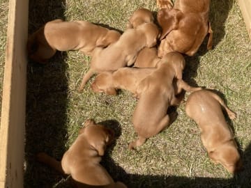 Hungarian Vizsla · Jerslev Sjælland · Lukas Jørgensen