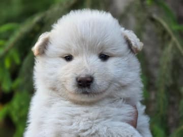 Finsk lapphund · åseda · S*Zamzam,s Gården