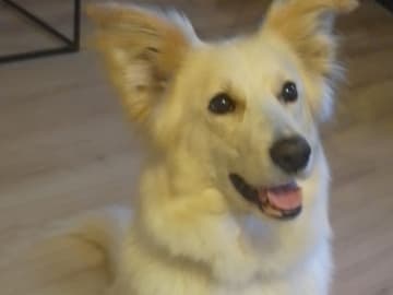 blandras · Håknäs · Cassandra L.