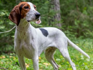 Halden Hound (Haldenstøver) · Tangen · Lykkelosberget