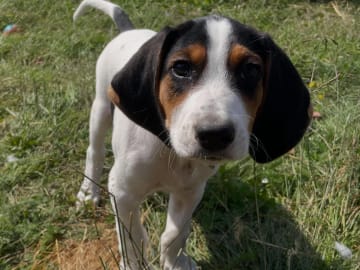 Halden Hound (Haldenstøver) · Tangen · Lykkelosberget