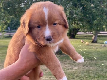 Nova scotia duck tolling retriever · Oskarshamn · Wassaya's