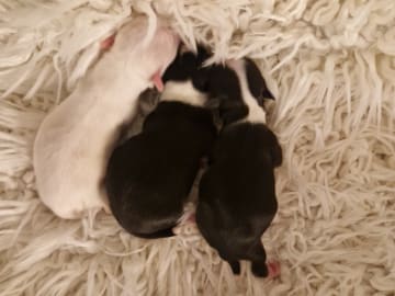 Långhåring chihuahua · Södertälje · Telge's Bling Bling