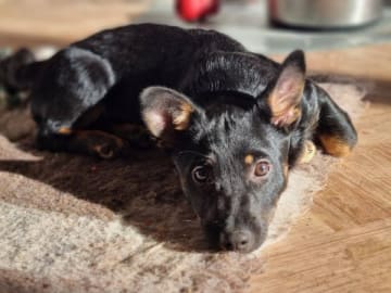 Lancashire heeler · Tingsryd · Asatrons kennel