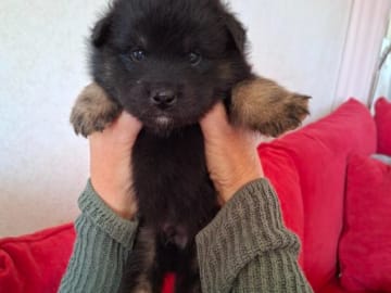 Finsk lapphund · Vallentuna · Bibbi Ranevad