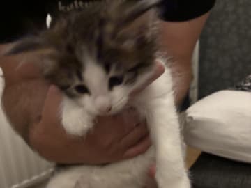 Norwegian Forest · Enköping · Lodahlshjem