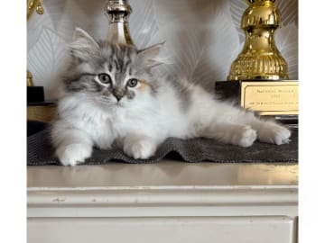 Sibirisk katt · Malmköping · S*Sibelinaz