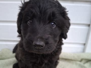 Labradoodle · Strängnäs · Lillybogårdens labradoodel