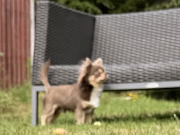 Chihuahua · Karlstad · Zusanna D.