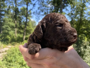 Labradoodle · Nol · Lyckliga Vovven