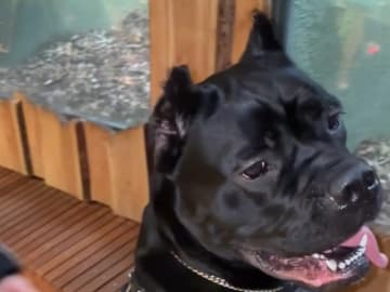 Cane corso · Aalborg · Kasper A.