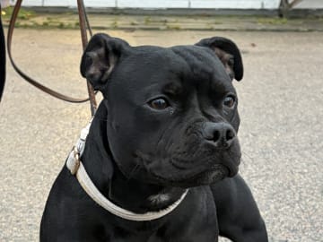 Tattmans kennel