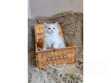 Ragdoll · Mariestad · S*Raggartassens