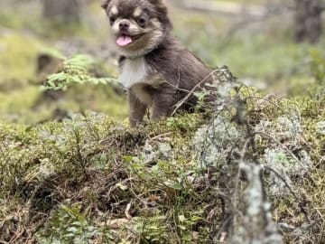 Chihuahua · Karlstad · Zusanna D.