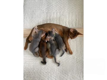 Abyssiner katt · Stockholm · SE*Lilla Skuggans
