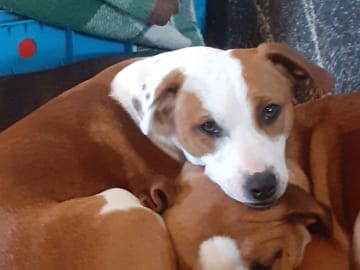 Dansk-svensk gårdshund/Staffordshire bullterrier · Lerdala · Kampavall