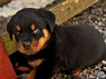 Rottweiler · Klippan · Manfield Farm