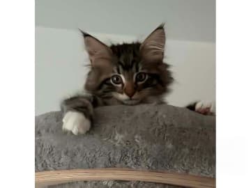 Norsk skogkatt