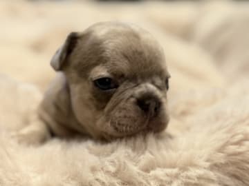 French Bulldog · Hörby · Chubby cheeks