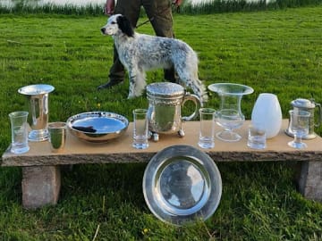 English Setter · Sulsted · Østkysten's