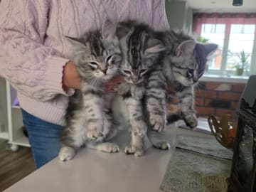 Sibirisk katt · Trelleborg · SE*Gislövs Sibiriska katter