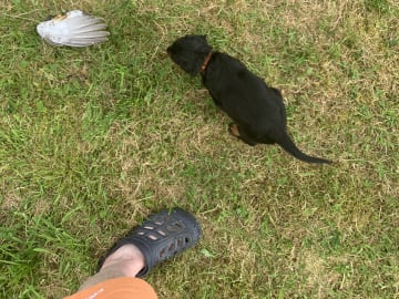 Gordonsetter · Bjoa · Storenutens