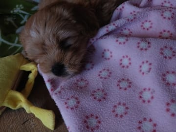 CavaMaltiShihPoo · Fränsta · Katarina H.