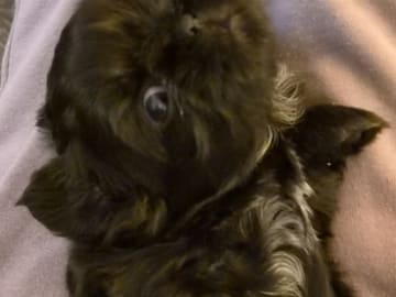 Shih Tzu · Helsinge · House of Shih-Tzu