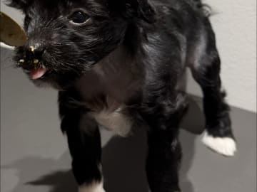 Chinese crested · Rønnede · Stars of Chinapaws