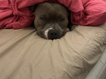 American bully · København · Joan J.
