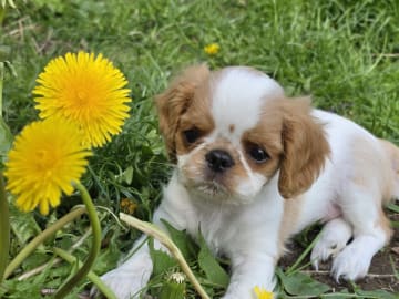 King charles spaniel · Halmstad · Fleur de Charlies