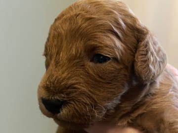 Cavapoo · Uppsala · Maria N.