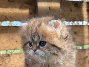 Brittiskt långhår · Båstad · SE*Lilla Kattmakeriet