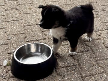 Isländsk Fårhund · Hjørring · Vadehavsvej