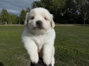 Malteser mix · Oxie · Mathias O.