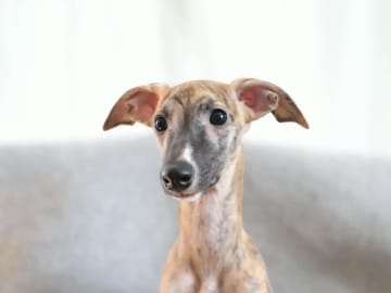 Whippet · Lingbo · Vipplyckans