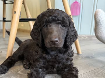 Pudel, stor · Spillum · Almaluros kennel