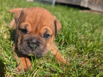 Continental Bulldog · öjebyn · Bennstaff