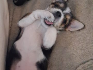 Yorkie malteser shi tzu og chih blanding · Hønefoss · Linda Regine Hauge S.