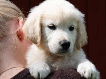Golden retriever · Svenshögen · Dream Max