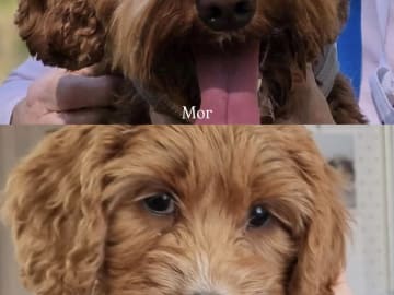 Coast Labradoodle