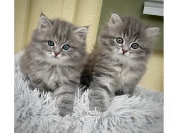Sibirisk katt · Skogås · SE*Bergsgläntans